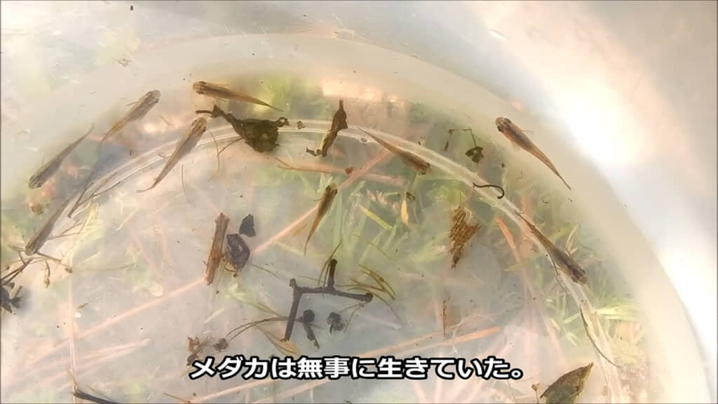 無事に生きていました