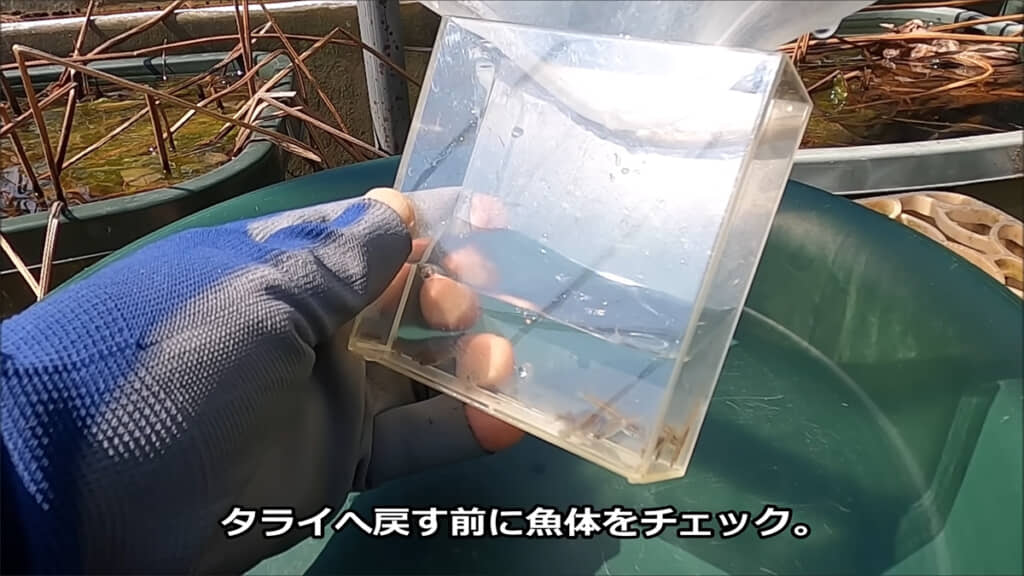 メダカをタライに戻す前に魚体をチェックすると