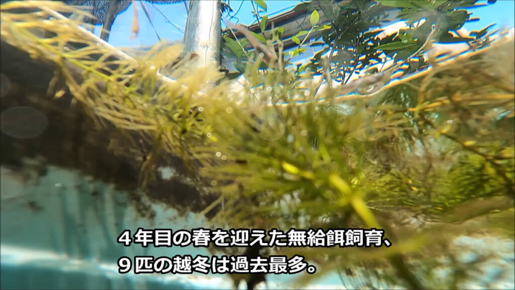 次回の水替えは秋の終わり頃を予定しているそうですよ