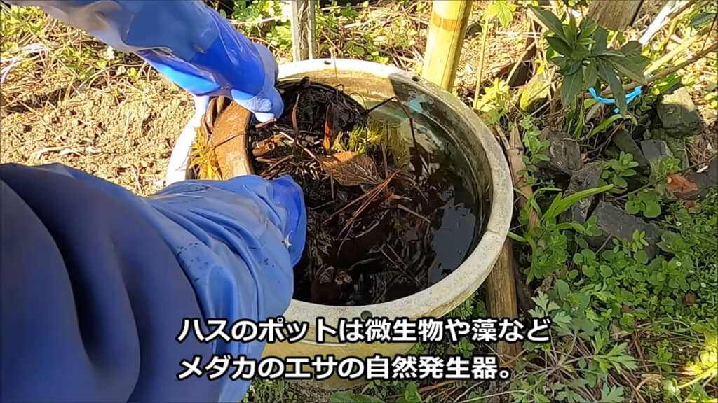 エサの自動発生器であるハスのポットを取り出し