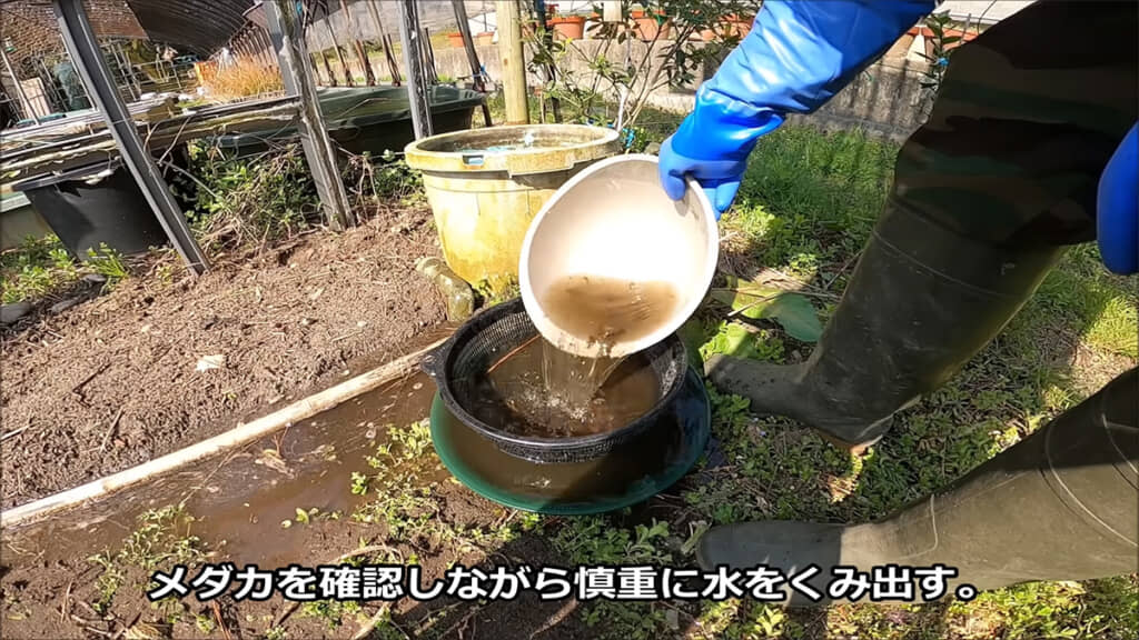 メダカを確認しながら水をくみ出します