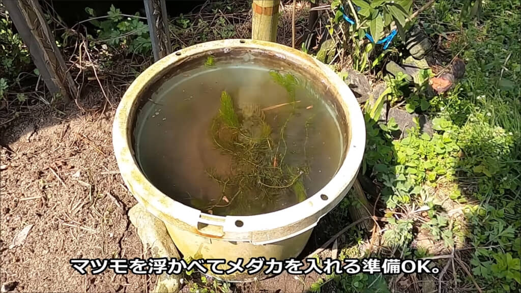 メダカを戻す準備が整いました