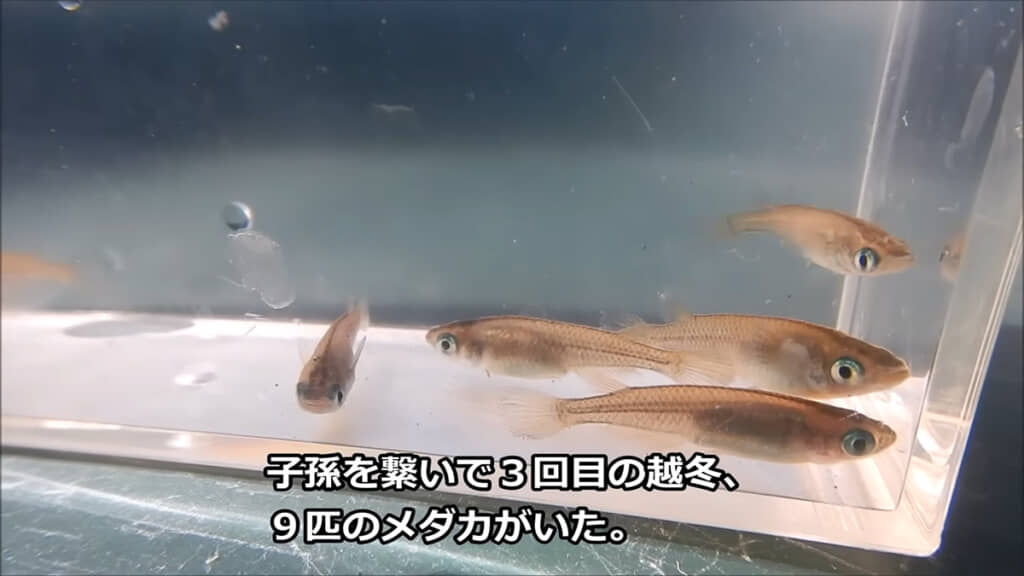 そこには9匹の健康＆元気そうなメダカの姿が