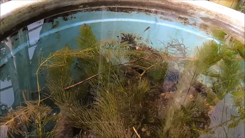 メダカをタライに戻しました