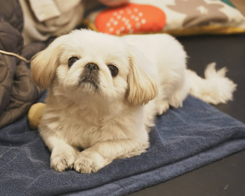 前足そろえている犬