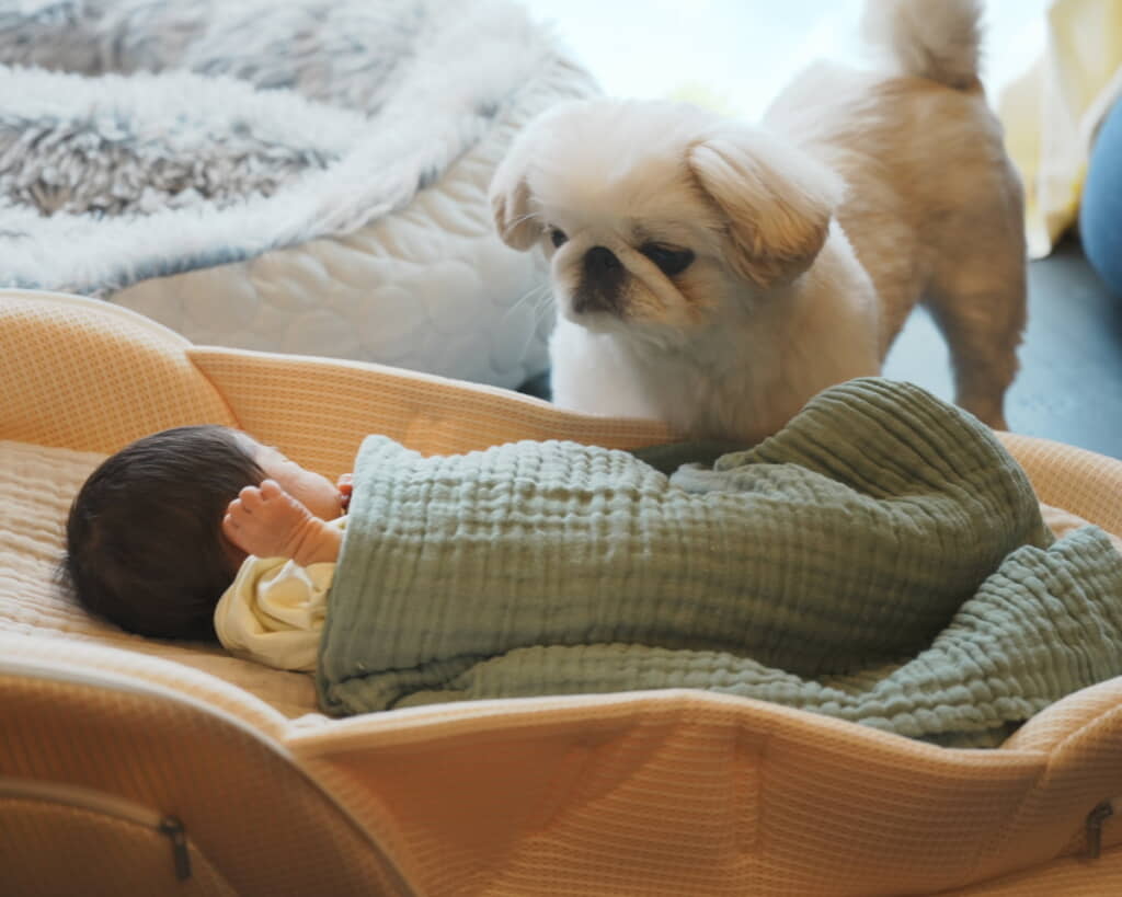 赤ちゃんを見つめる犬