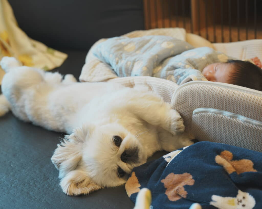 赤ちゃんの隣で寝るワンコ