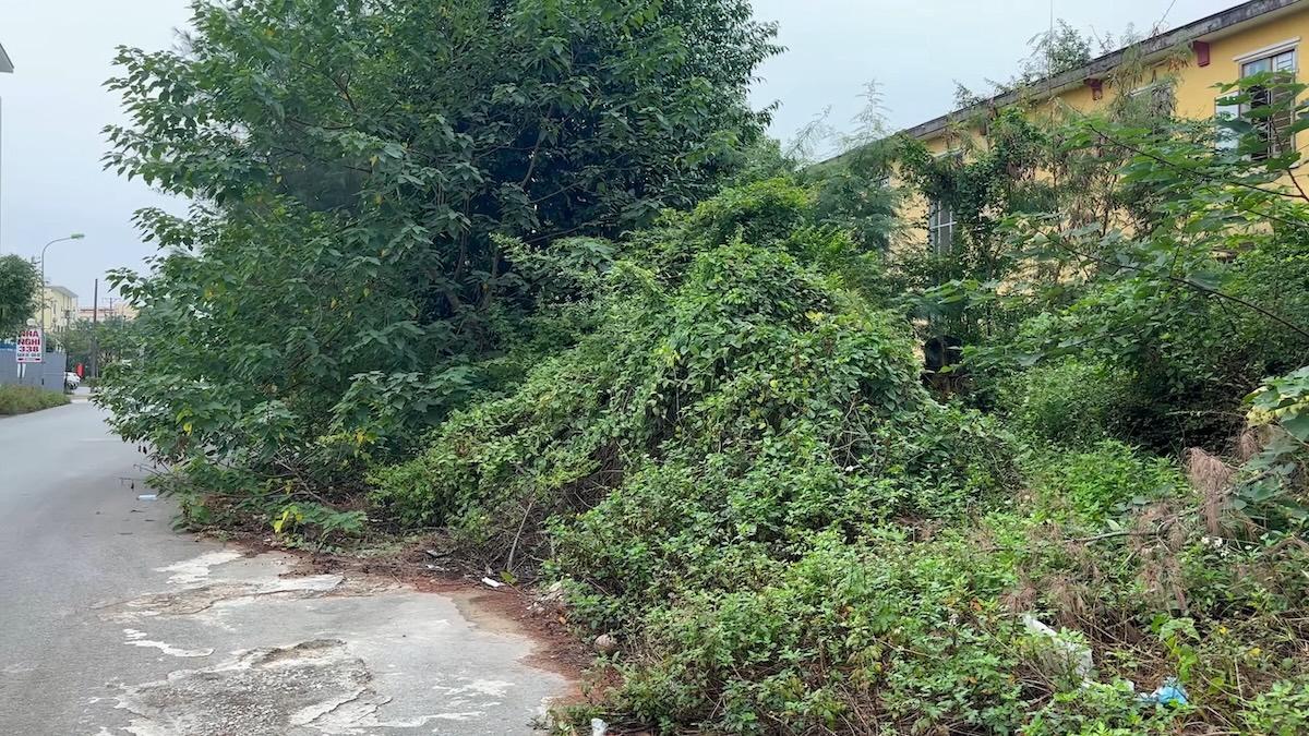 道を歩いていたら→なんだこりゃ！　すごいことになっている歩道を大掃除、雑草の下から現れたのは……　「奇跡のよう」「ただただすごい」【海外】（1/2） | ライフスタイル ねとらぼ