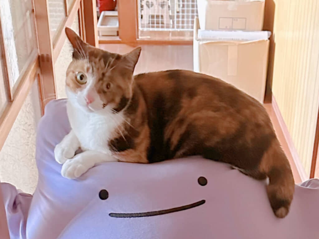 飼い猫のみたらしちゃん