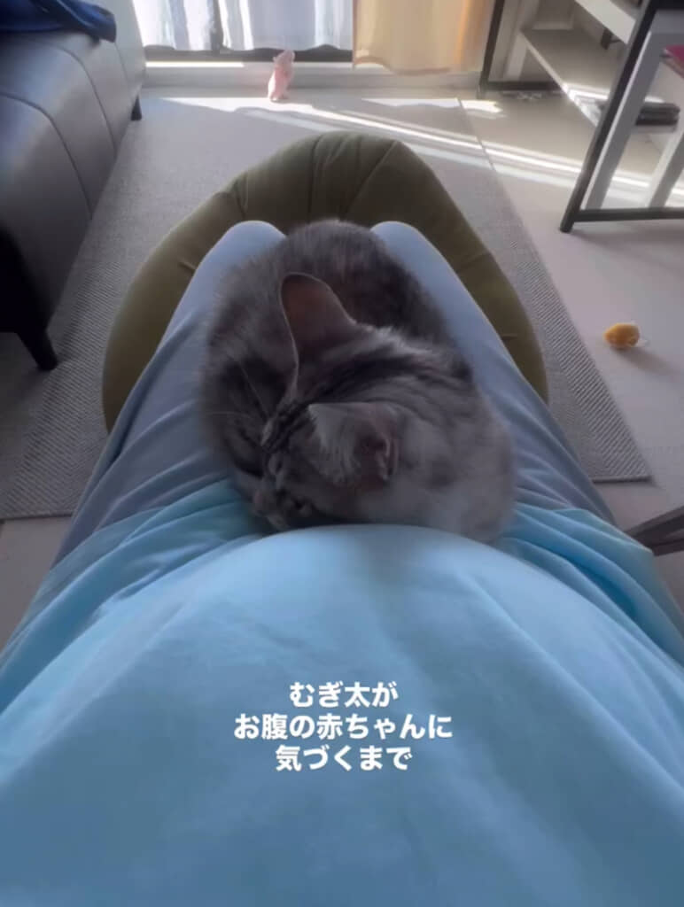おなかの中に赤ちゃんがいることに気付いた猫の反応