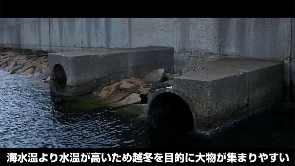 排水が絡んだ釣りには「温排水パターン」と