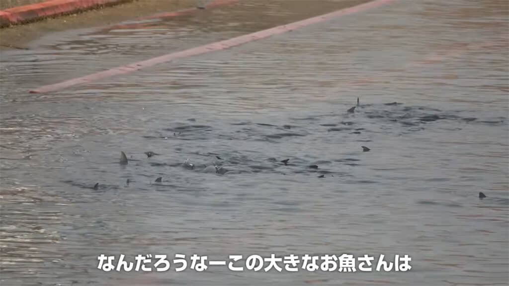 河口には大きな魚が群れていました