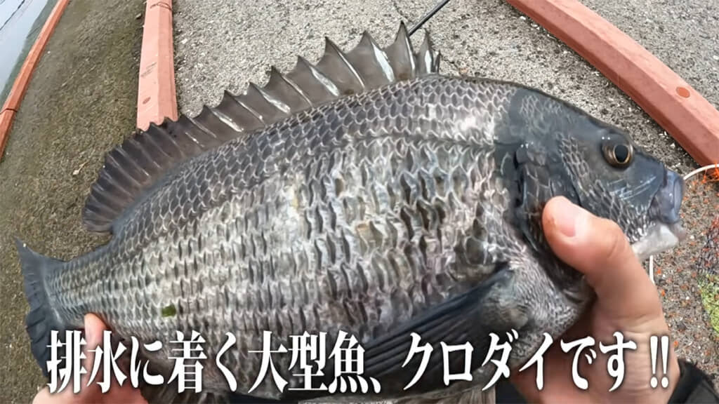大きなクロダイが釣れました！