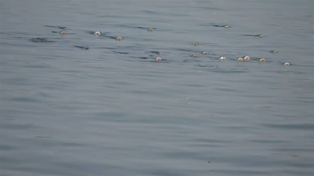 魚自体は見えるのですが……