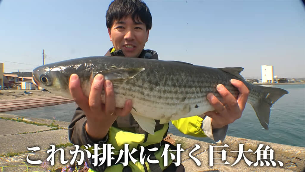 大きなボラでした！！