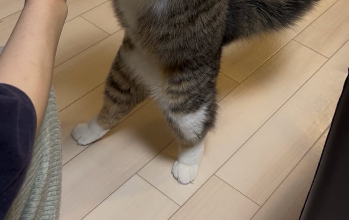 猫が大好きなオヤツを食べるとなぜか……　目を疑う姿への変身に「ニンゲンのわし嫉妬」「尻尾までムキムキすぎて」（1/3） | 猫 ねとらぼ