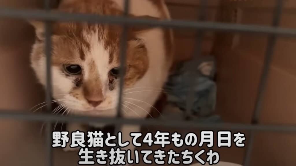 4年間野良猫として生きてきた「ちくわ」ちゃん