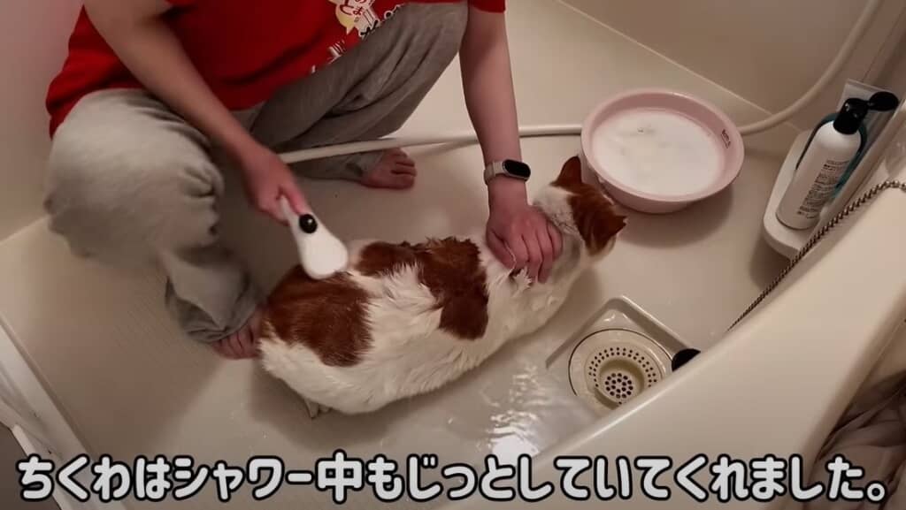 シャワー中もじっとしてくれました