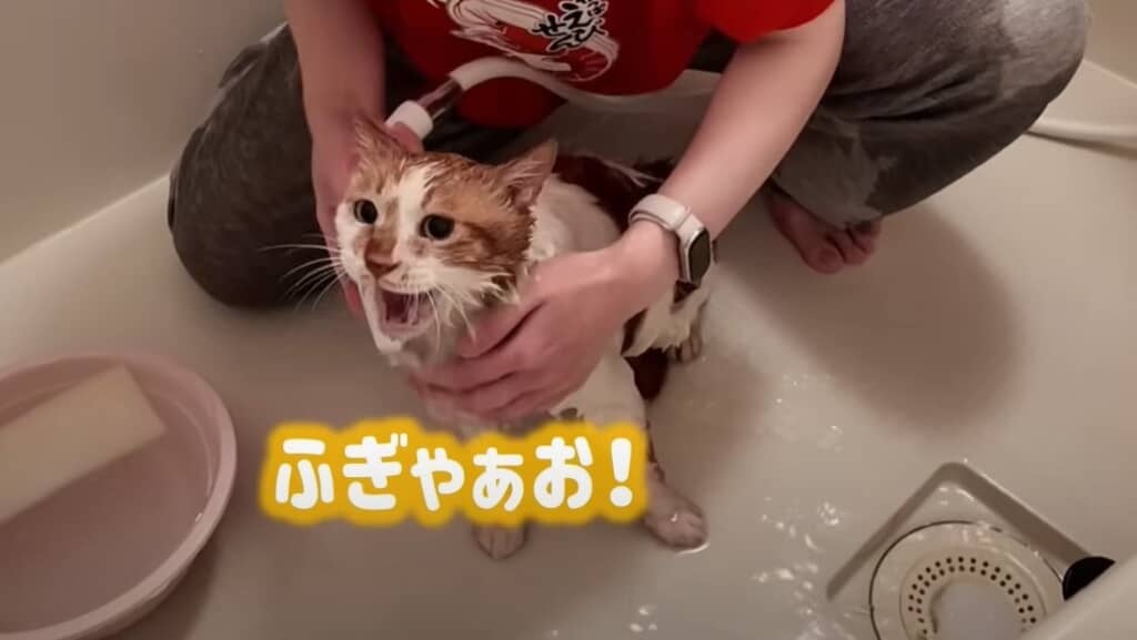 かわいい声で鳴いています