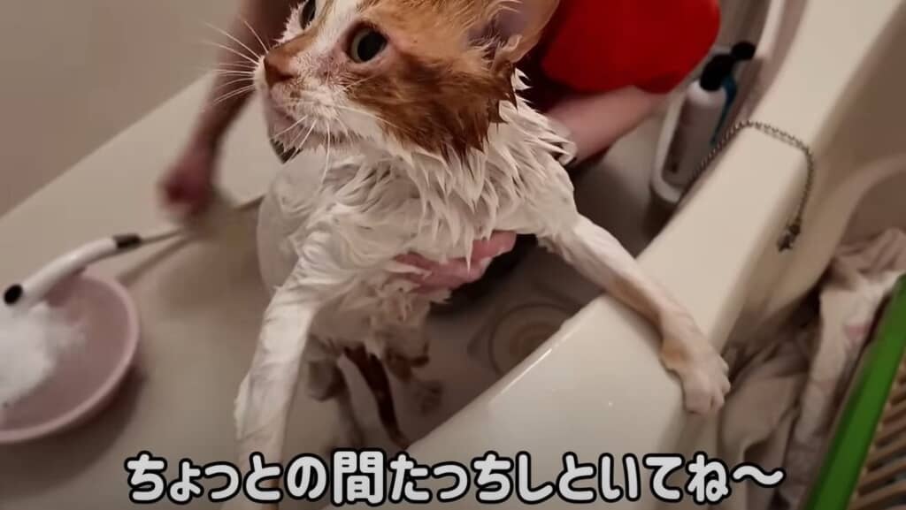 つかまり立ちしている間にお腹やお尻を洗います