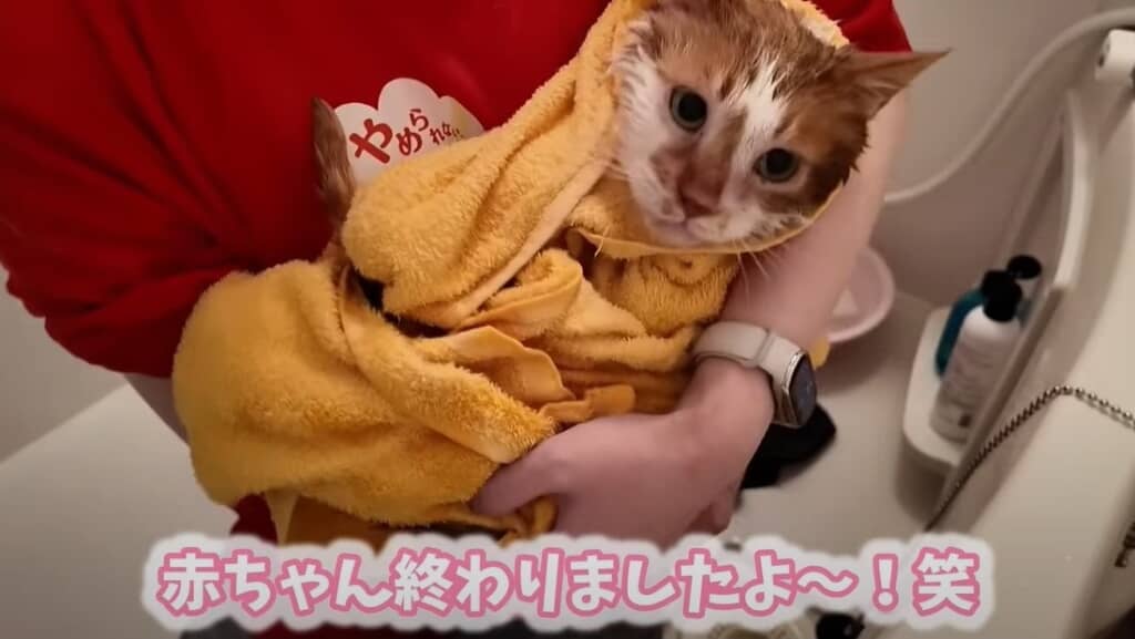 タオルで拭いてもらいます