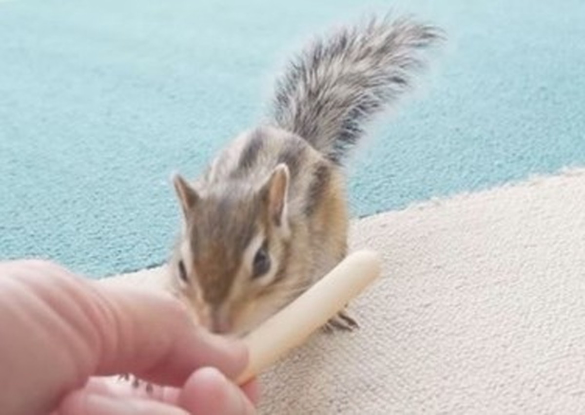 おやつが頬袋に入らなかったリス→まさかの奇行に衝撃走る「笑わせてもらった」「ゴォォオォォォwww」（1/2） | 小動物 ねとらぼ