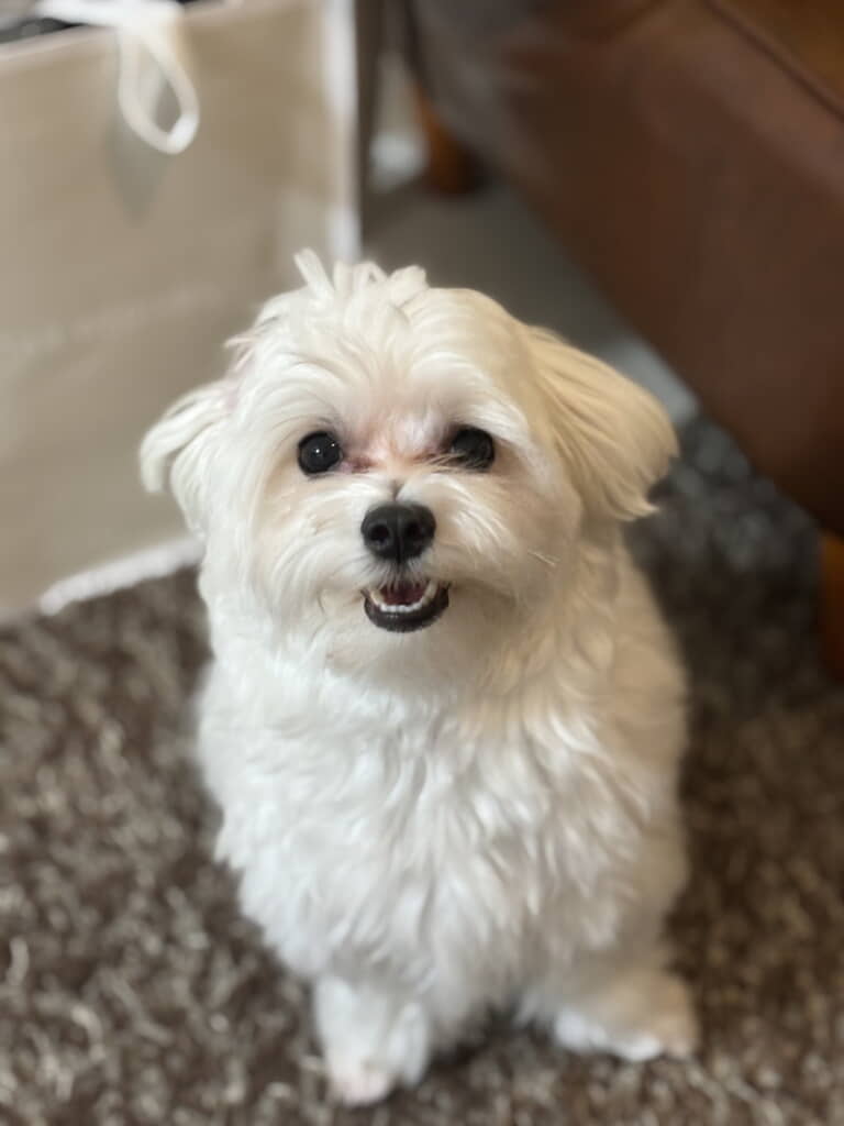 見上げるほたてくん