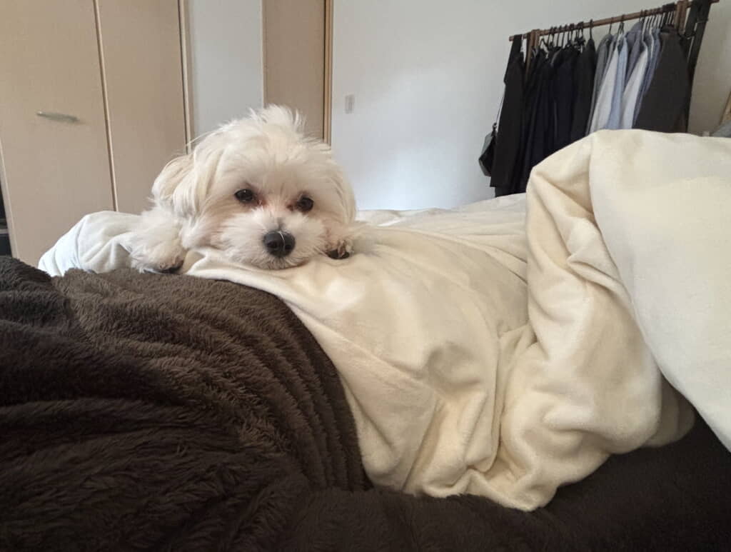 飼い主さんたちのおしゃべりに混ぜてほしいほたてくん