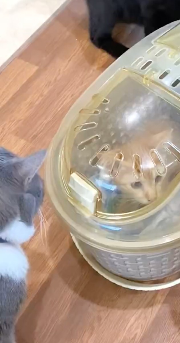 新入りの保護子猫、カゴを開けると先輩猫たちが……　信じられない光景が1000万再生「これはビビる」「最高ww」（1/3） | 猫 ねとらぼ