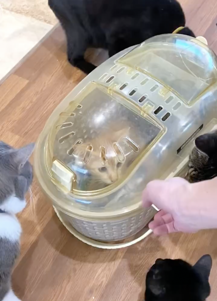 新入り猫ちゃんを歓迎する先輩猫さん