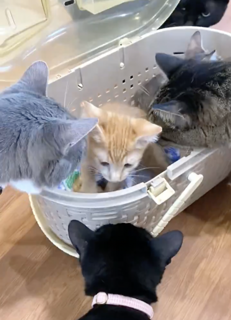 優しく迎え入れる先輩猫さんたち