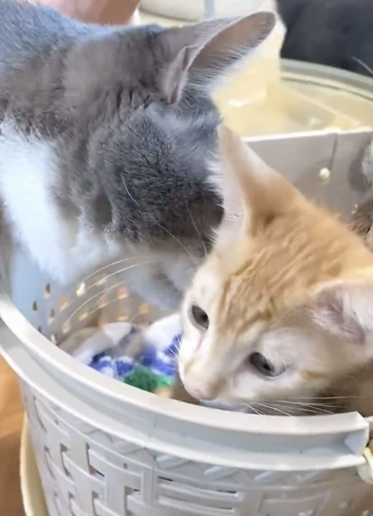 匂いを嗅いで新入り猫ちゃんをチェック