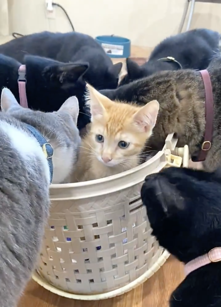 先輩猫さんたちがどんどん集まってきます