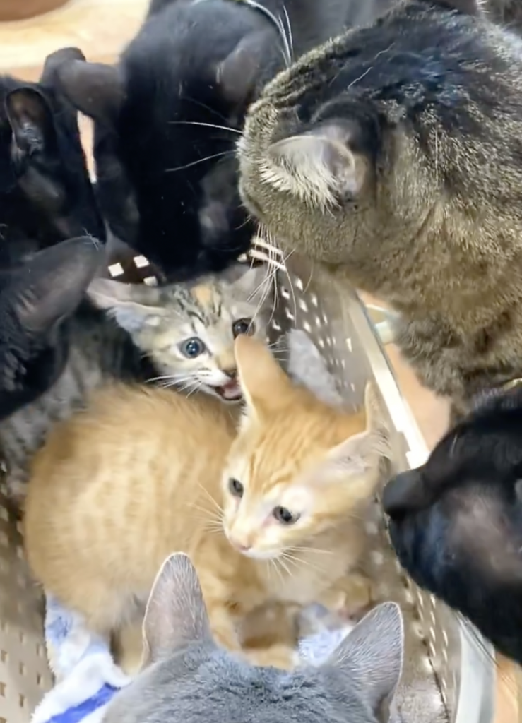 困惑して威嚇をしてしまう新人猫ちゃん