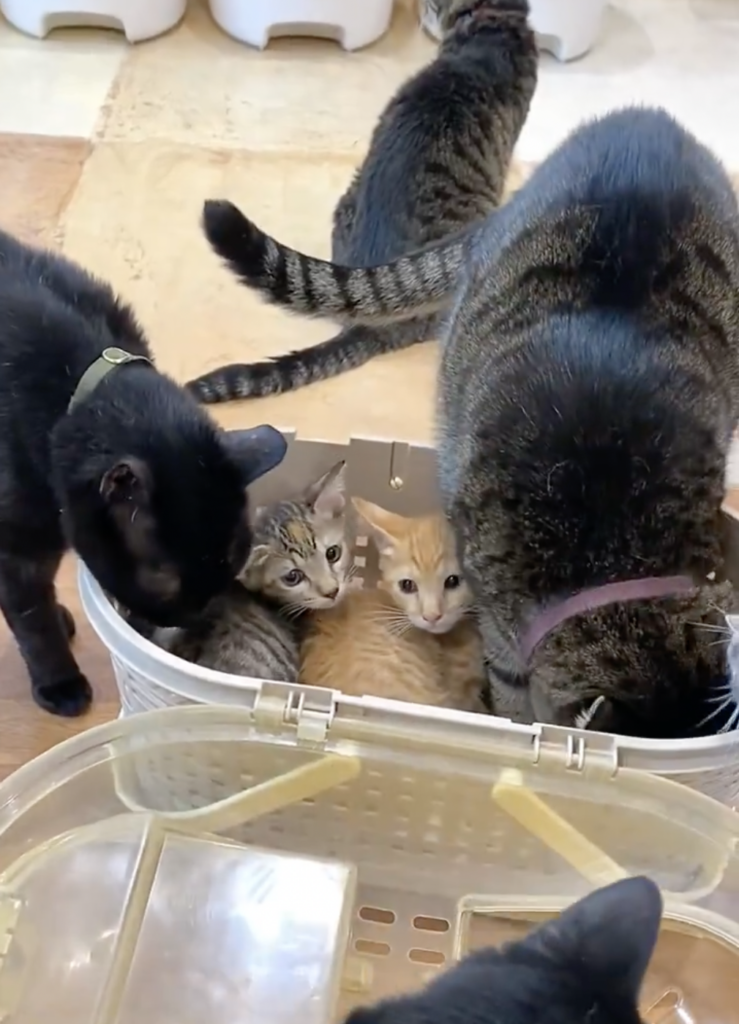 距離をさらに縮めようとする先輩猫さんの姿が