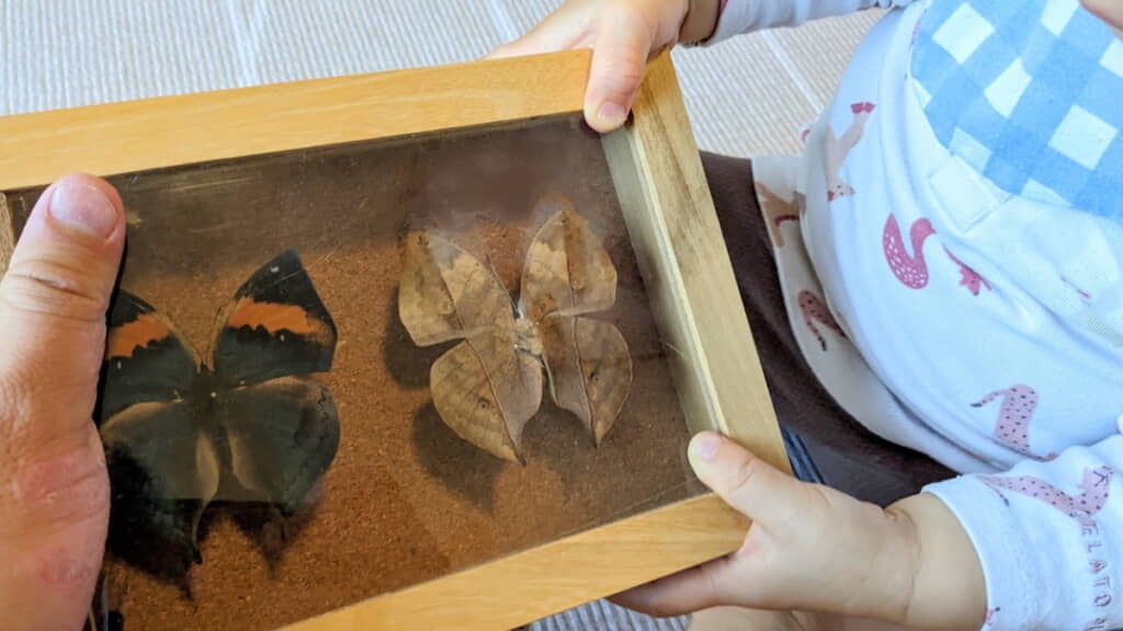 コノハチョウの標本