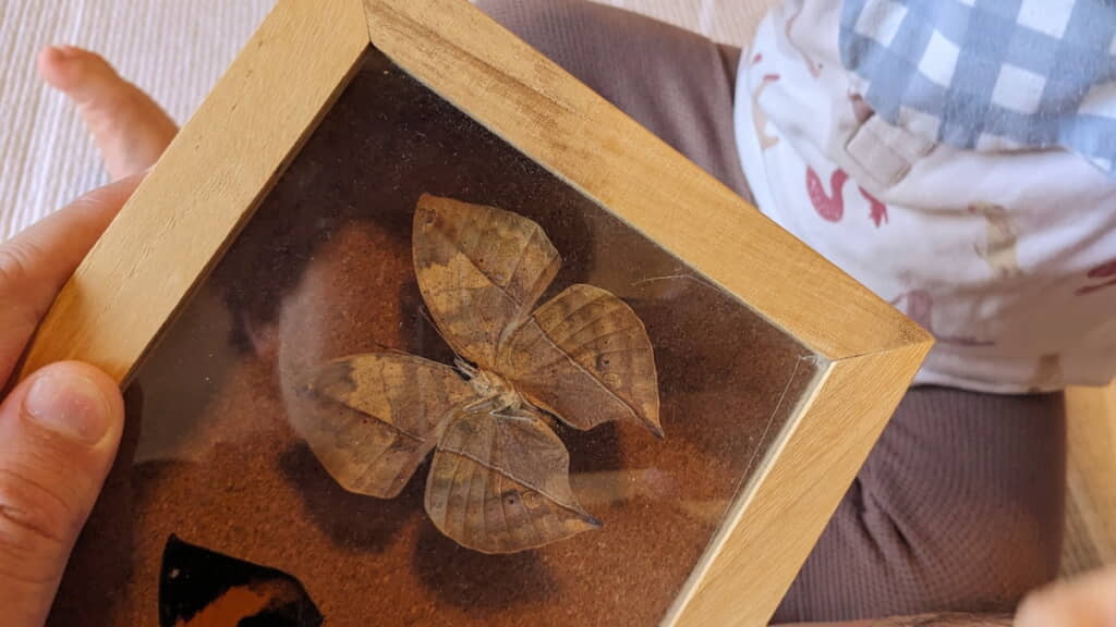 コノハチョウの標本