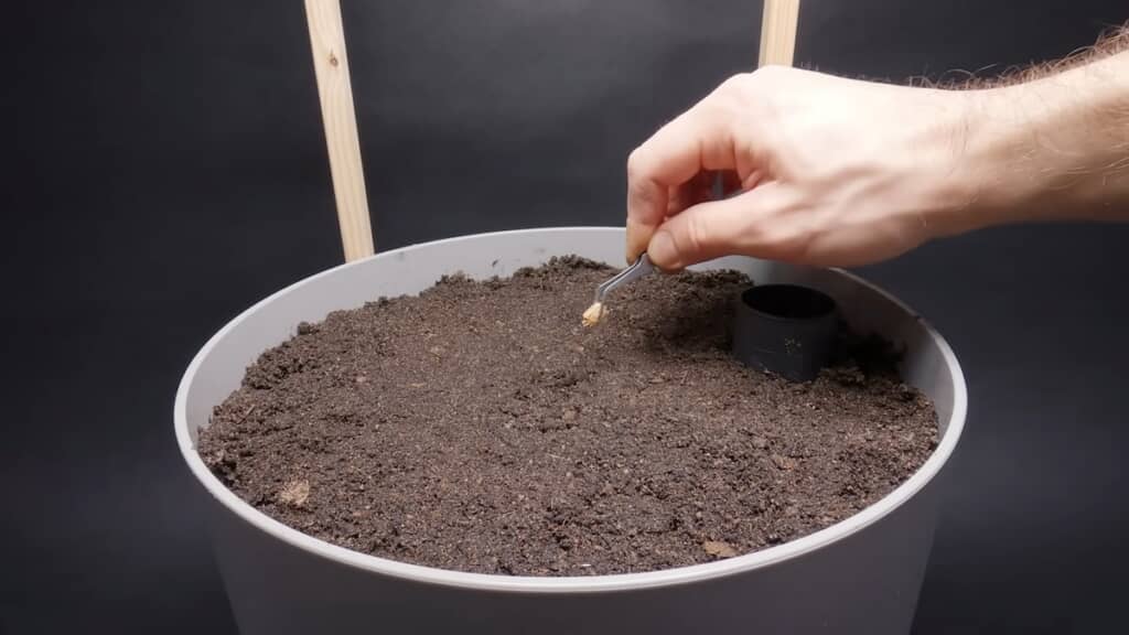 1粒の種を植えます