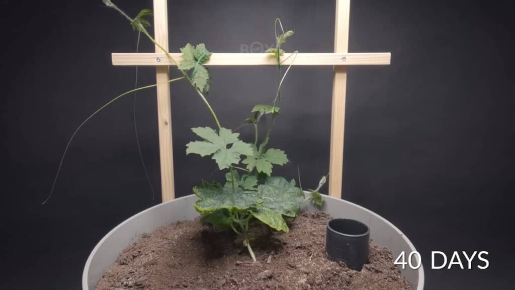 つたが長く伸びてきました（40日目）