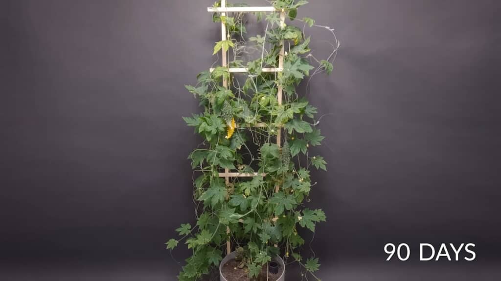 花や実も育っています（90日目）