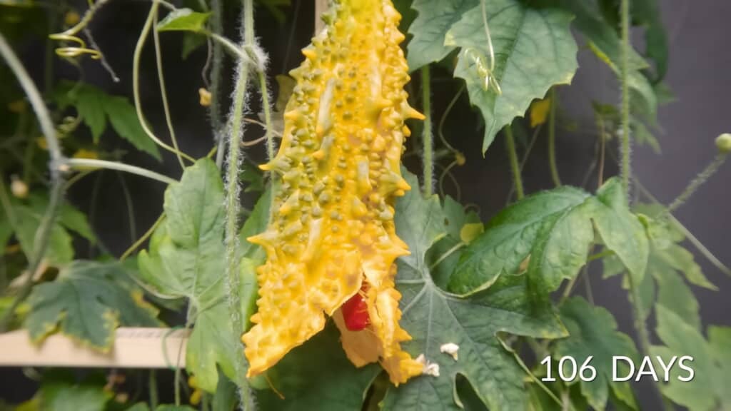 裂けた実の中から新しい種が（106日目）