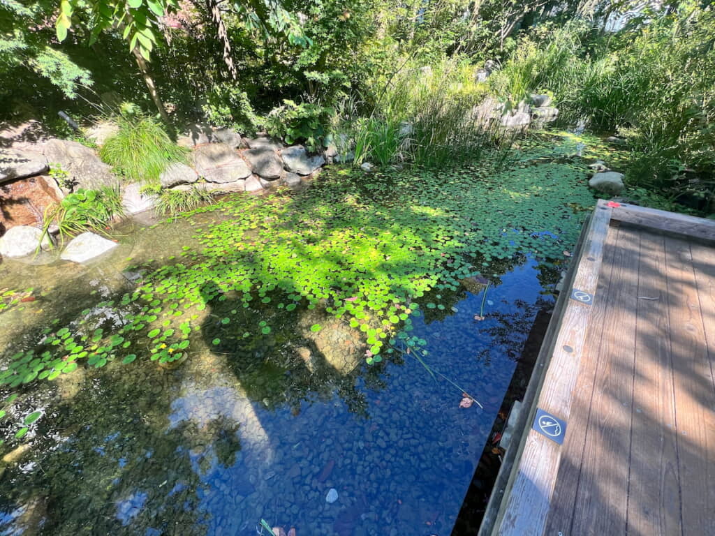 2022年時は水草が適度に育ち水も澄んでいる
