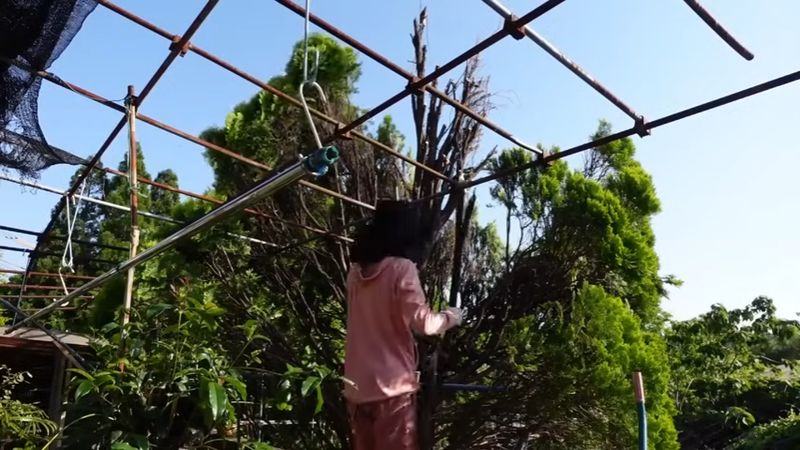 庭の巨木を手入れする主婦
