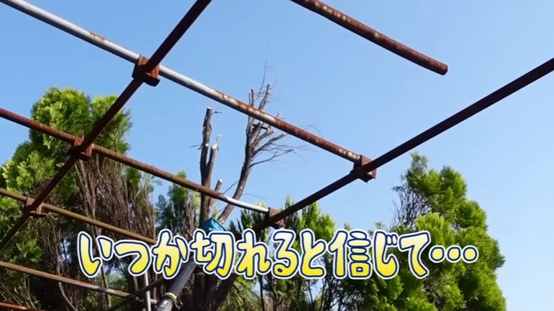 柄の長いハサミで少しずつ高い場所の枝に切り込みを入れる
