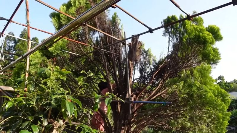 木の裏側に回り込んでさらに枝を落とす