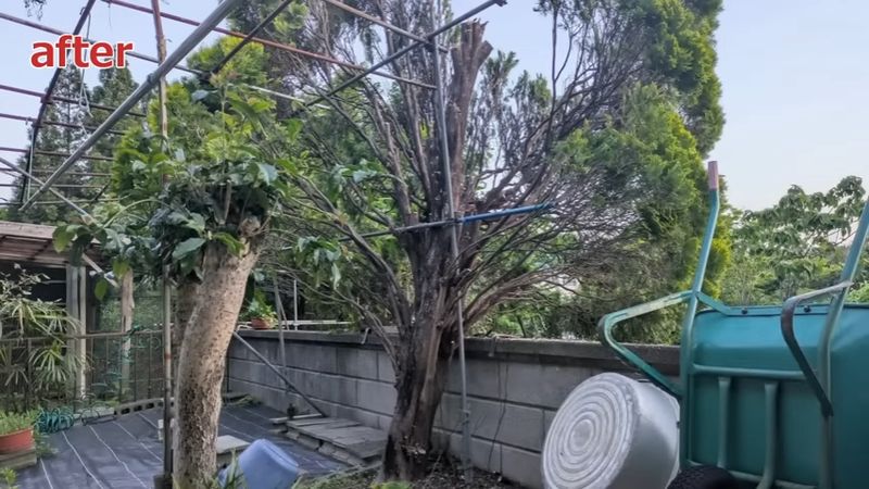 隙間ができてスッキリした印象の作業後の巨木