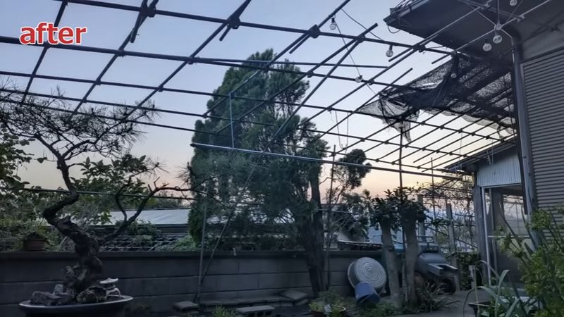 樹高が低くなり反対側の景色がよく見える作業後の巨木