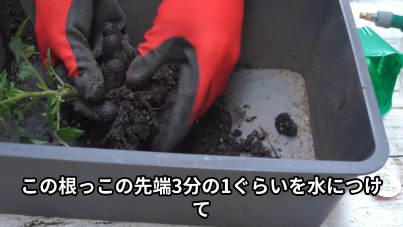 簡単に水耕栽培をするため種ではなく苗から育てる
