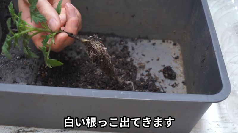 不要な土を除去してあらわになったミニトマトの根
