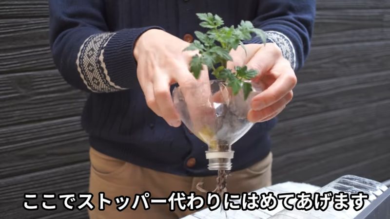 スポンジをストッパーにしてミニトマトの株をセット